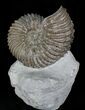 Rare Hoplites Dentatus Ammonite France #22509-1